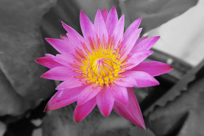 Close-up of pink flower