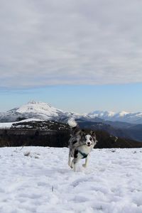 White dog on snow covered mountain against sky