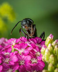 Close-up of insect on pink flower