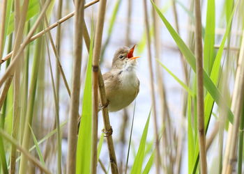 Close-up of bird perching on grass