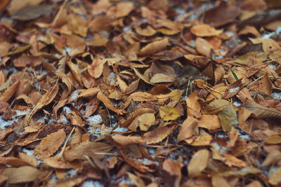 Full frame shot of dried autumn leaves on field