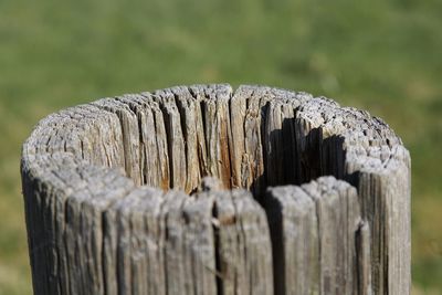 Close-up of wooden post on tree stump