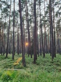 Trees on field in forest