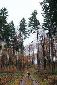 Road amidst trees in forest against sky