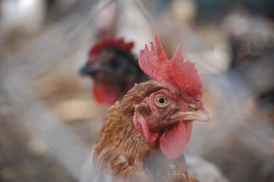 Close-up of rooster