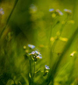 Close-up of flowers against blurred background