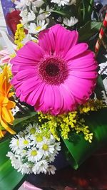 Close-up of pink flower