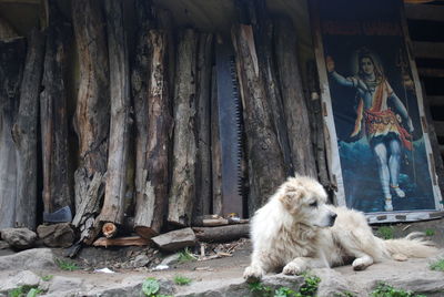 View of a dog sitting on wood against building