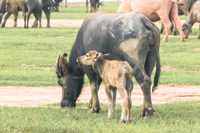 Cows grazing on field