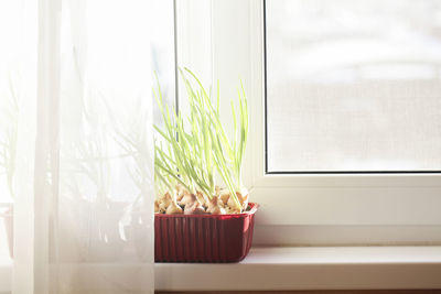 Potted plant on window