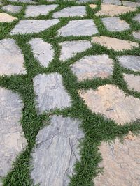 High angle view of plants growing on field