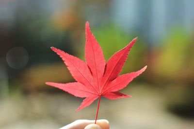 Cropped hand holding red leaf