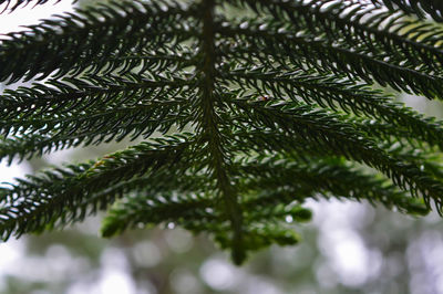 Close up macro green prickly branches of coniferous tree