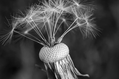 Close-up of dandelion on plant