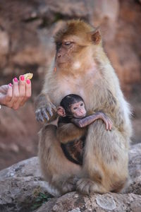 Cropped hand of woman feeding monkey with infant