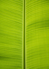 Full frame shot of green leaf