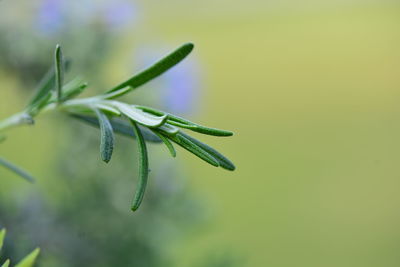 Close-up of flower buds