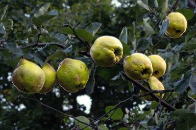 Close-up of quinces growing on tree