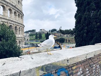 Seagulls perching on a wall