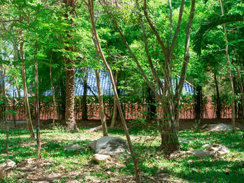 Trees on field in forest