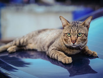 Close-up portrait of a cat