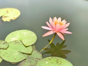 Close-up of lotus water lily