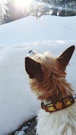 Close-up of dog in snow