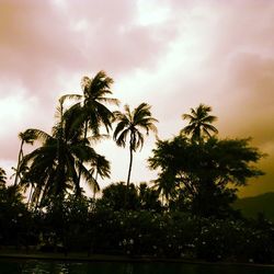 Low angle view of palm trees against cloudy sky
