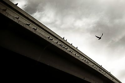 Low angle view of birds flying in sky