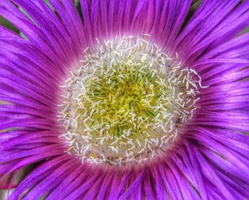 Full frame shot of purple flower blooming outdoors