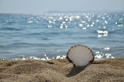 Seashell on sandy beach by the sea on a sunny day