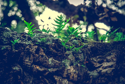 Close-up of plants