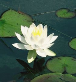 Close-up of lotus water lily in pond