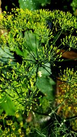 Close-up of plants