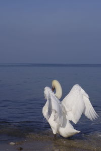White swan in sea against clear sky