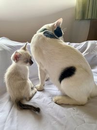 View of two cats on bed