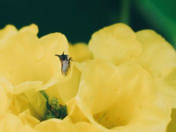 Close-up of bee on yellow flower