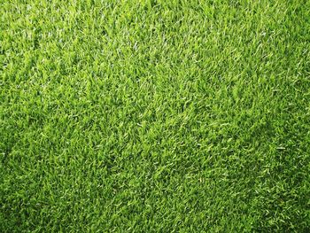 Full frame shot of green field