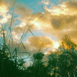 Low angle view of trees against sky