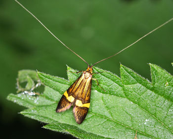 Butterfly on leaf