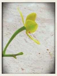 Close-up of yellow flowers