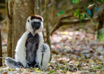 Lemur sitting on field