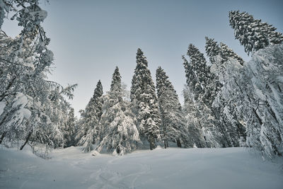 Snow covered pine trees against sky
