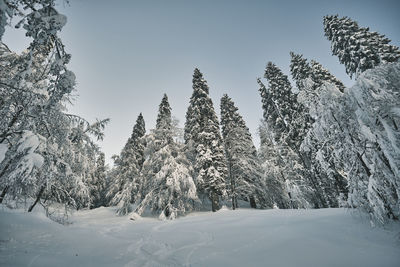 Snow-covered pine trees against sky