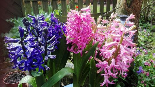 Close-up of purple flowering plants