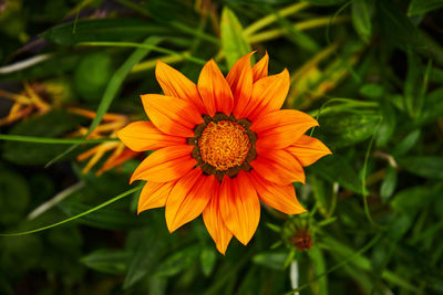 Close-up of orange flower