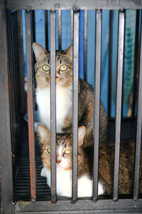 Portrait of cat sitting in cage