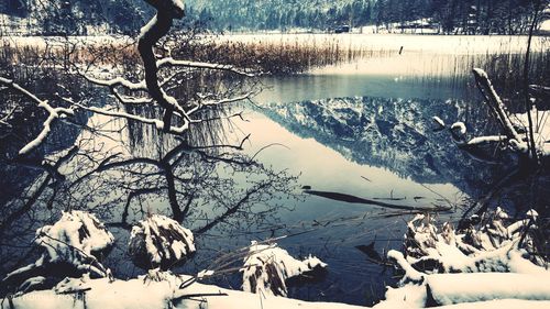 Bare trees on snow covered landscape