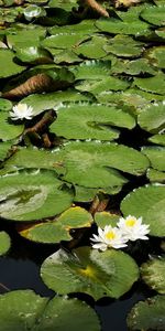Water lily leaves floating on lake