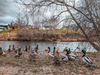 View of birds in lake